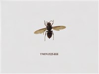 藏品(黑腹虎頭蜂)的圖片